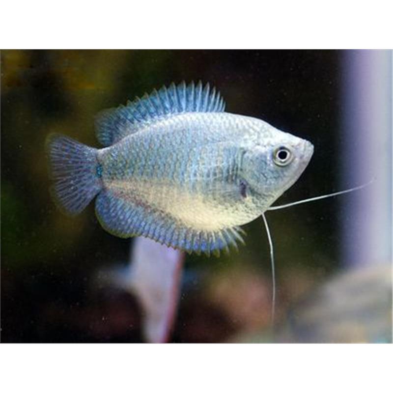 Colisa lalia mix female - imagine 4